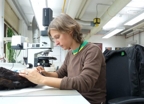 Probenentnahme an subfossil gelagerten Hölzern im Labor. Foto: J. Serangeli.